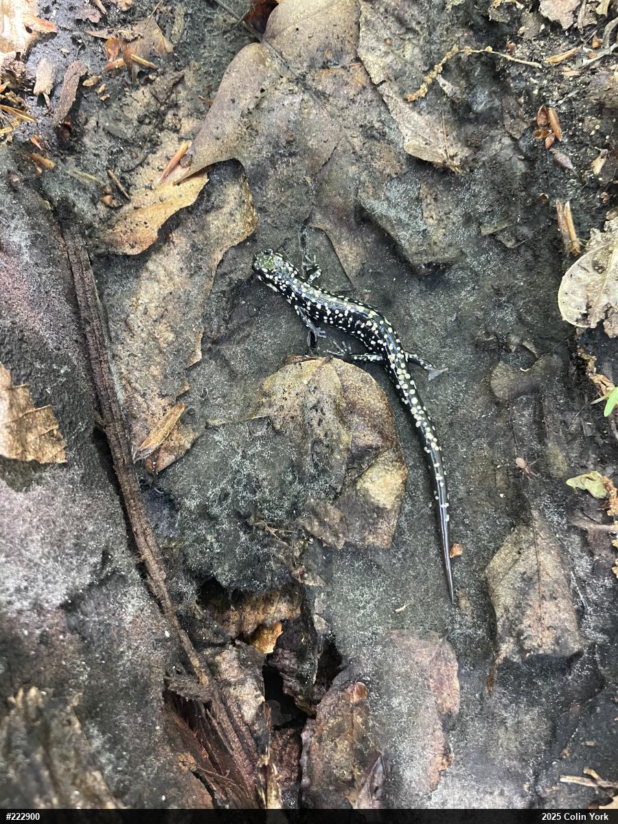 Northern Slimy Salamander