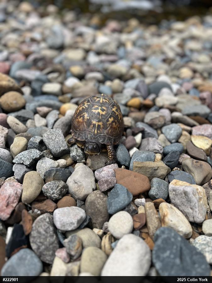 Eastern Box Turtle