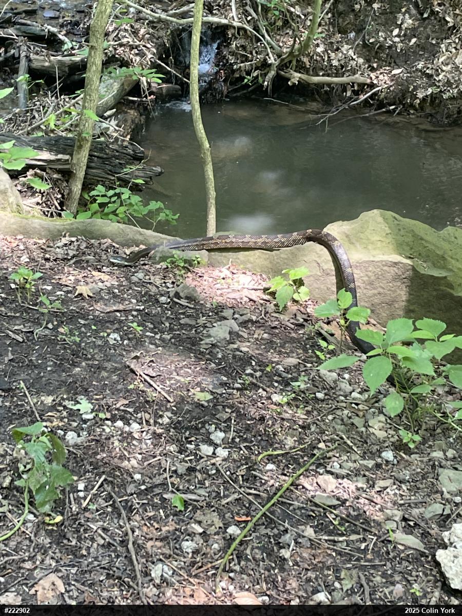 Eastern Ratsnake