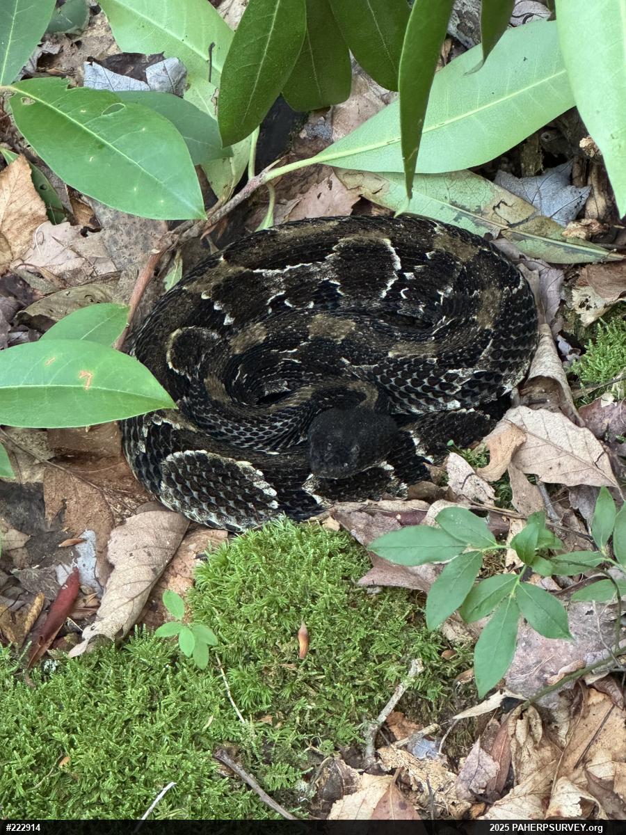 Timber Rattlesnake
