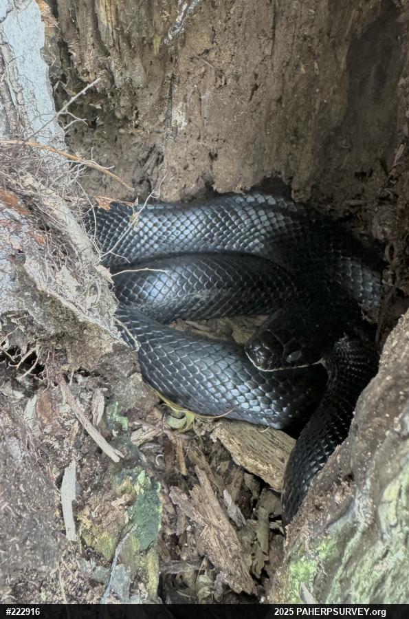 Eastern Ratsnake