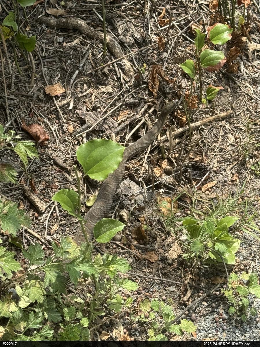 Northern Watersnake
