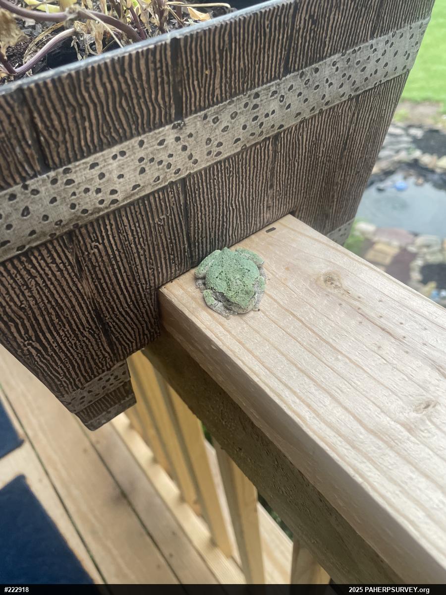 Unknown Gray Treefrog