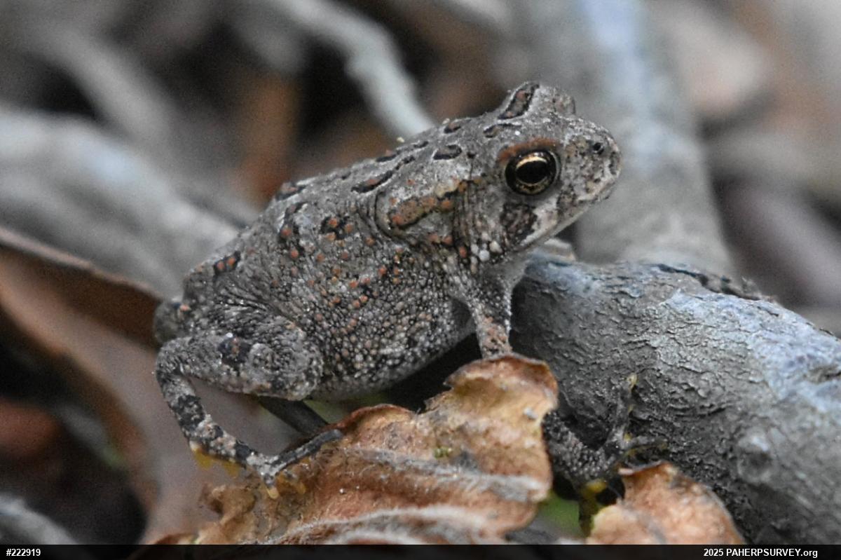 Eastern American Toad