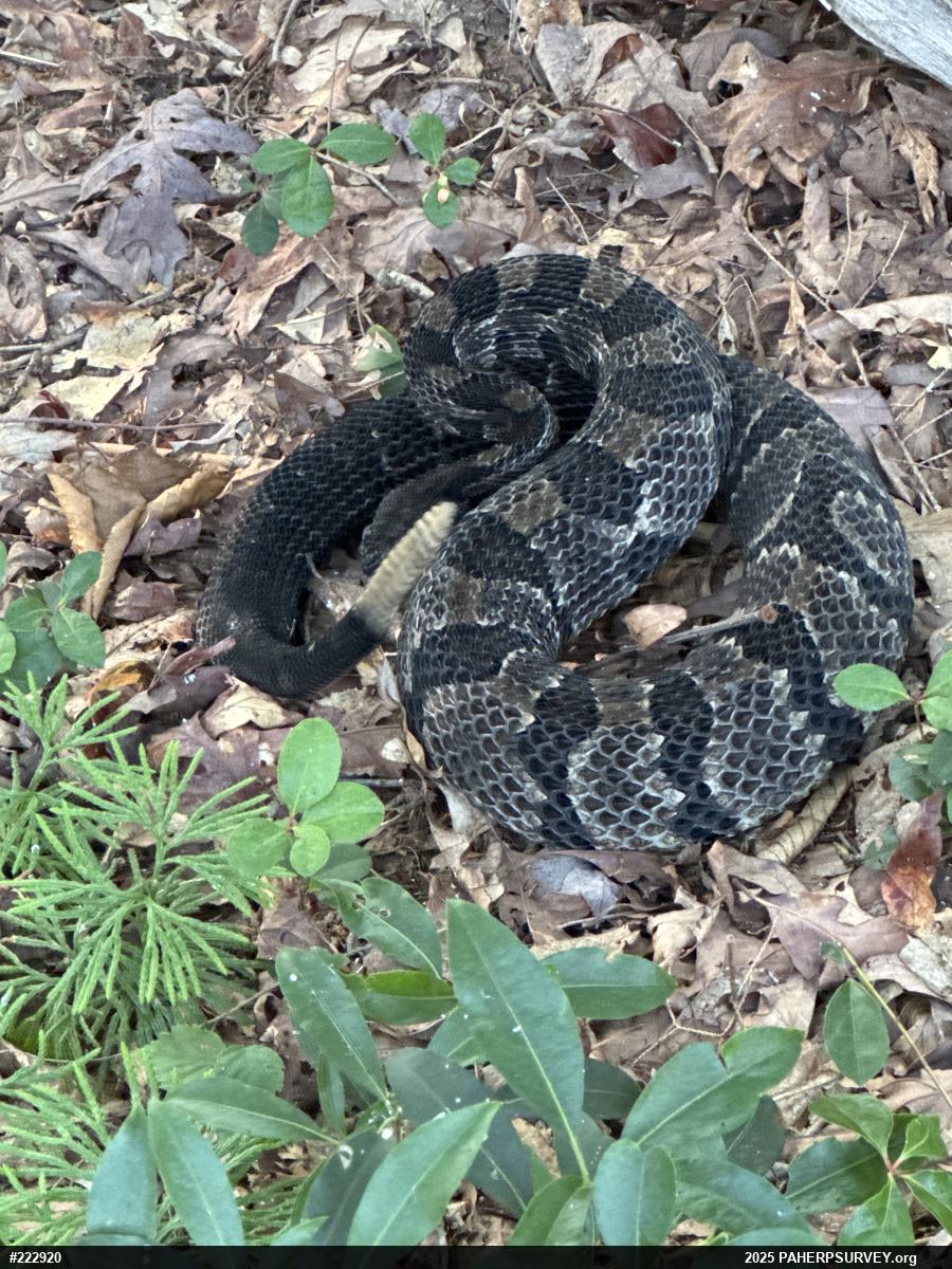 Timber Rattlesnake