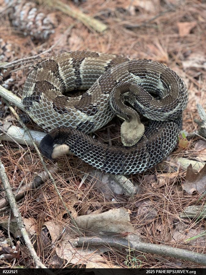 Timber Rattlesnake