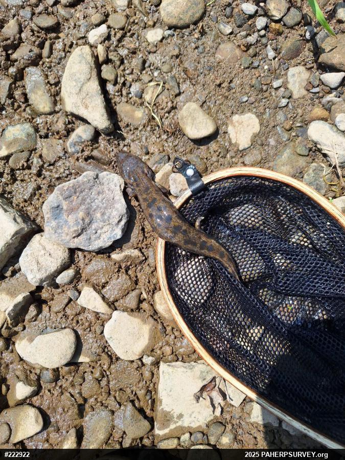 Common Mudpuppy