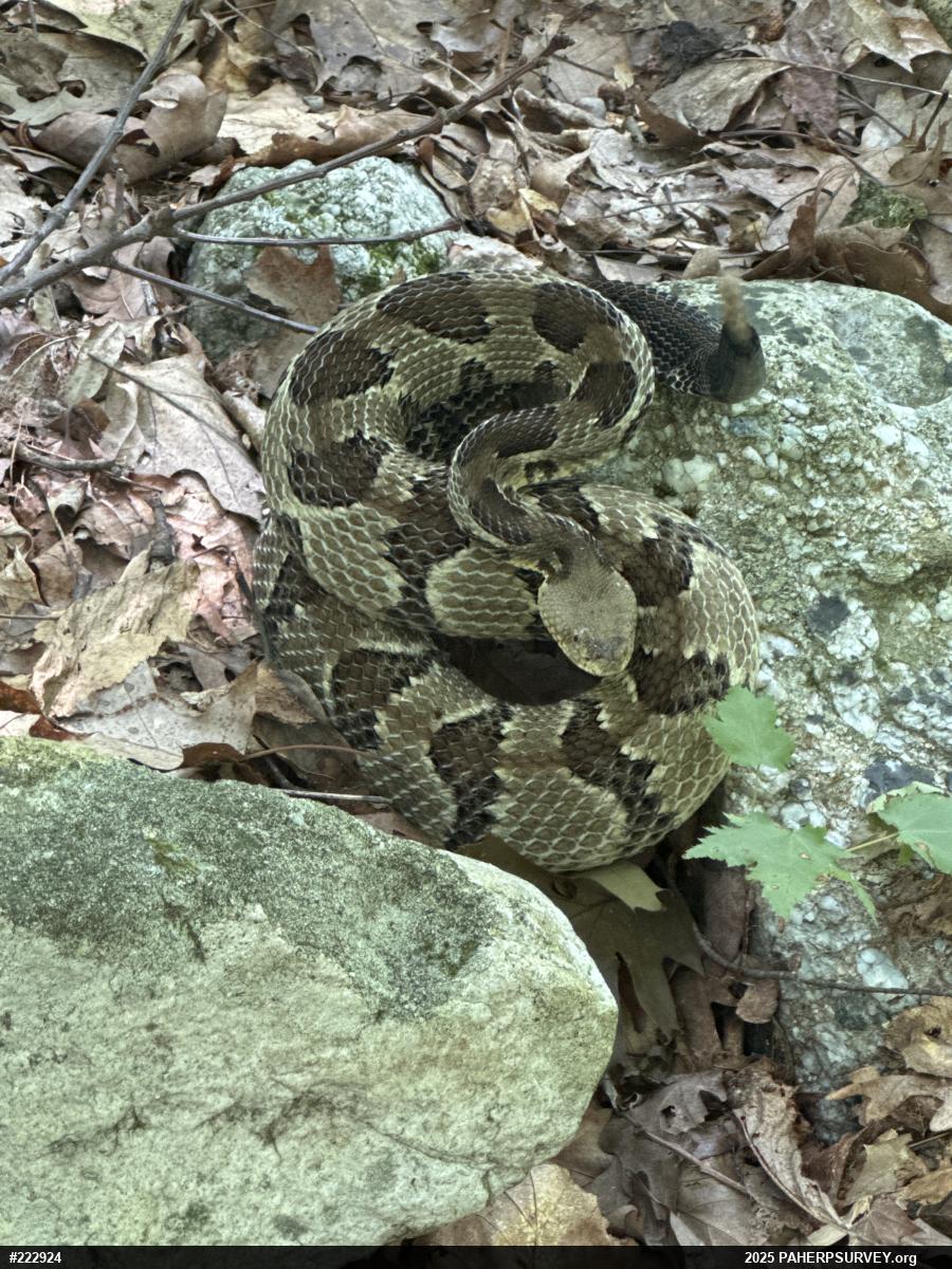 Timber Rattlesnake