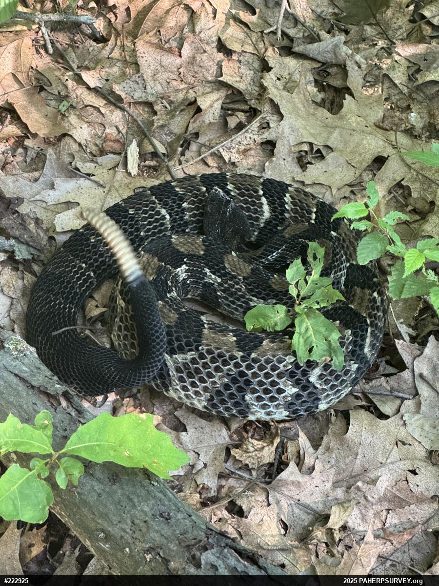 Timber Rattlesnake
