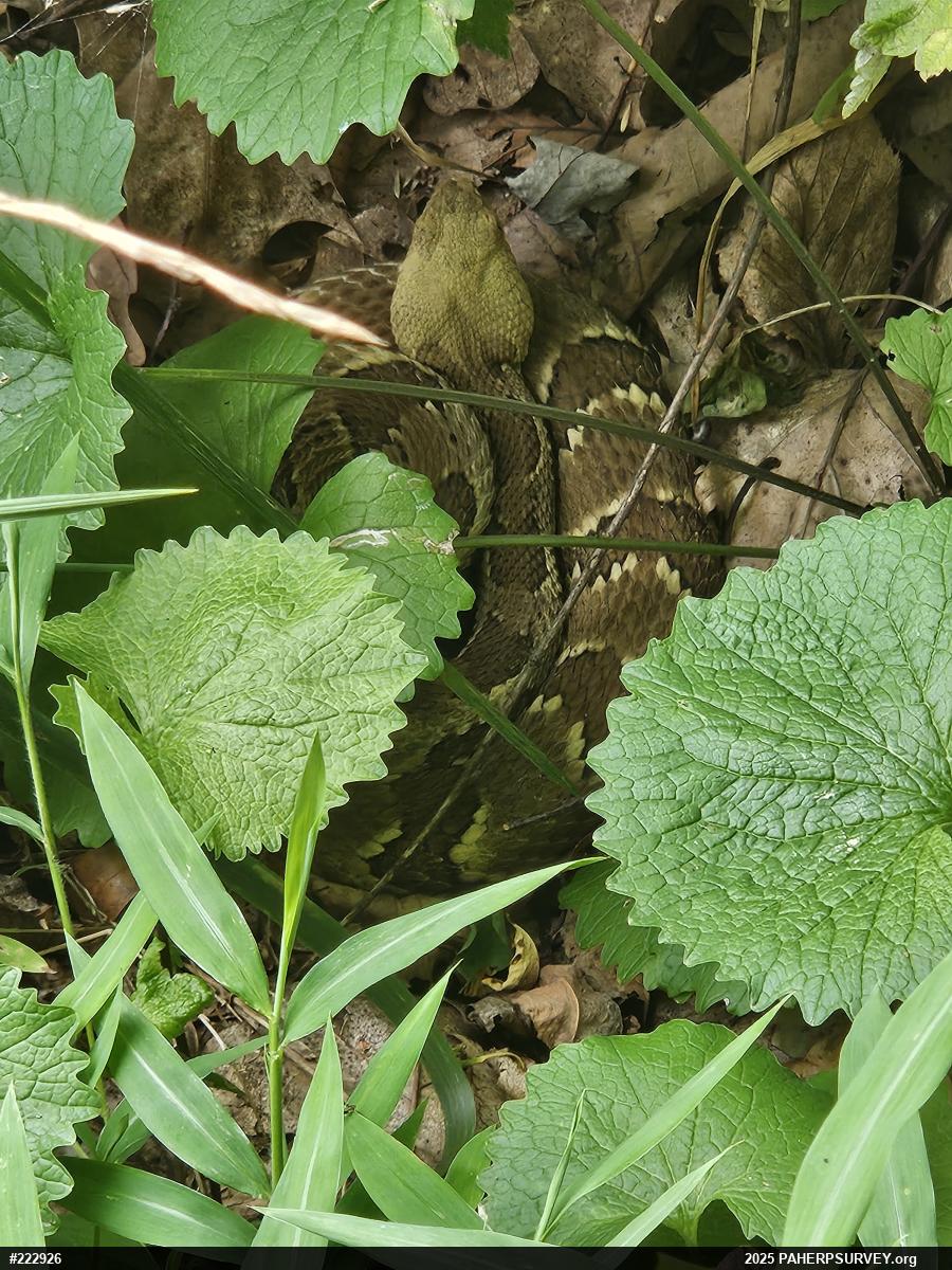 Timber Rattlesnake
