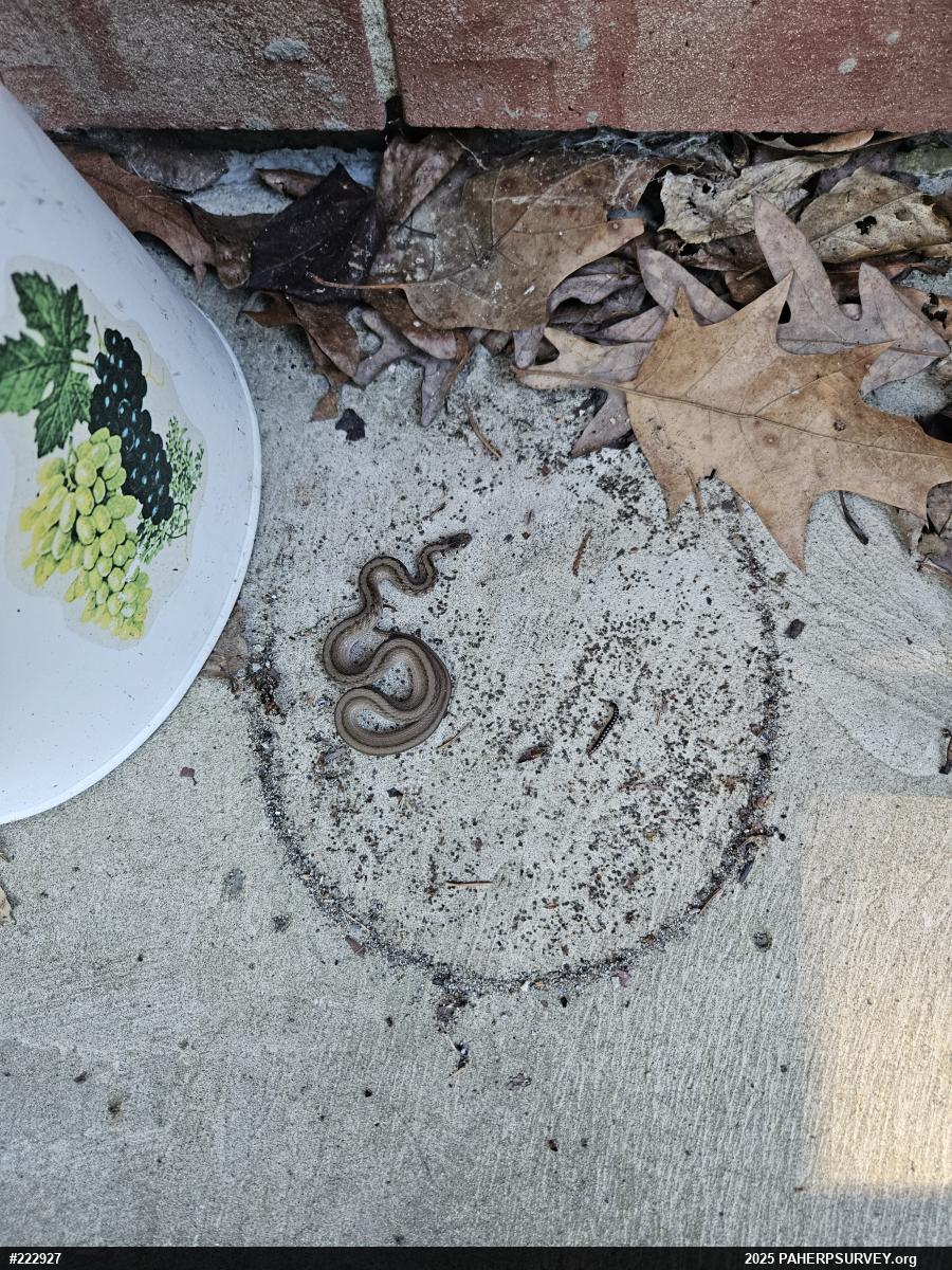 Dekay's Brownsnake