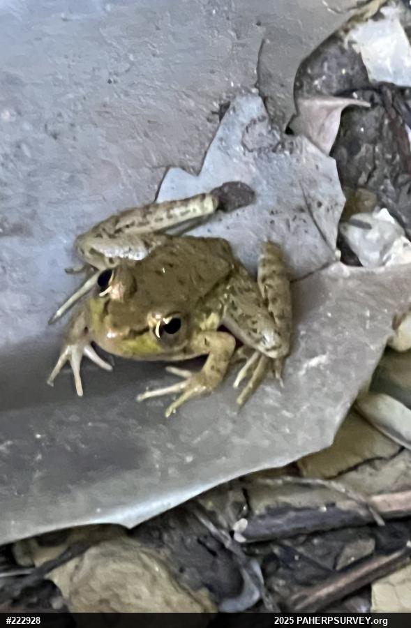 Green Frog