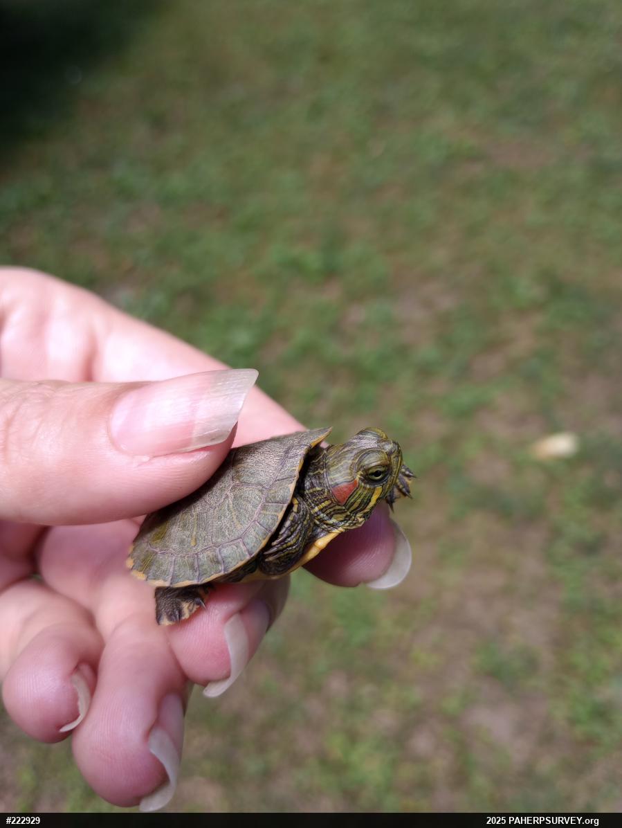 Red-eared Slider