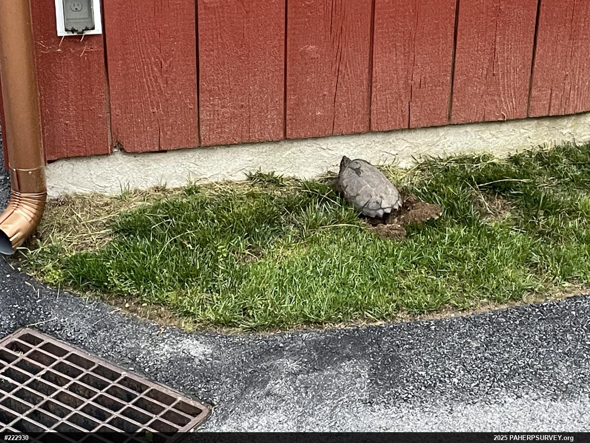 Snapping Turtle
