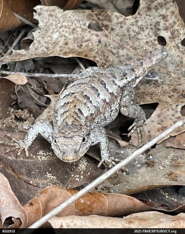 Eastern Fence Lizard