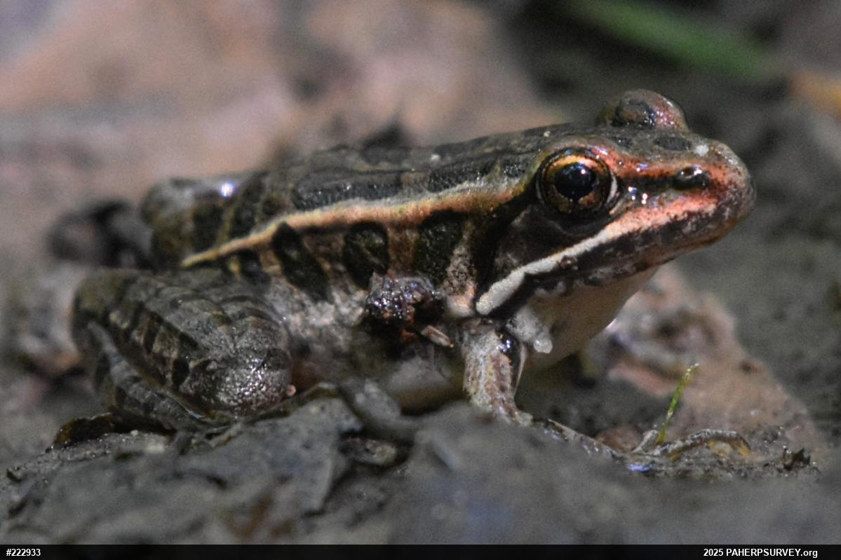 Pickerel Frog
