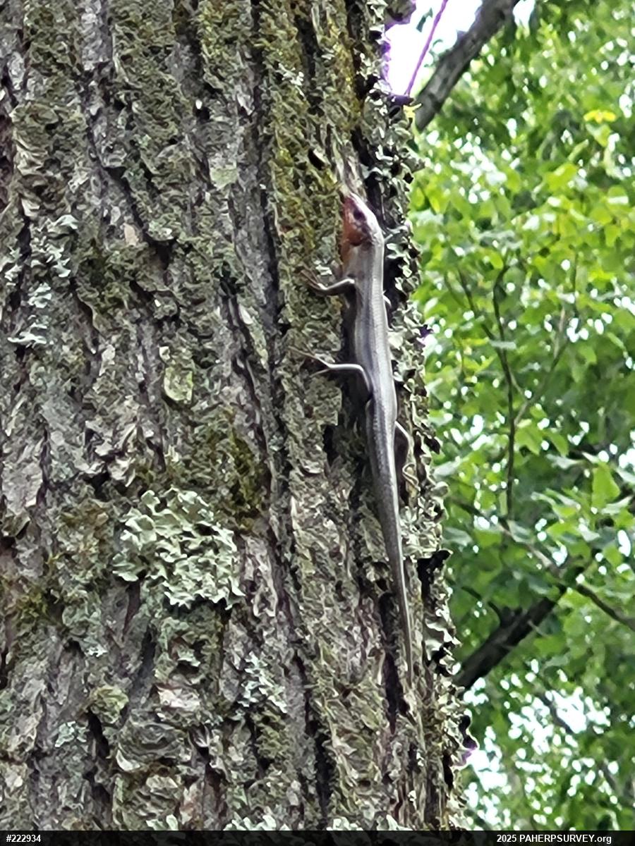 Common Five-lined Skink