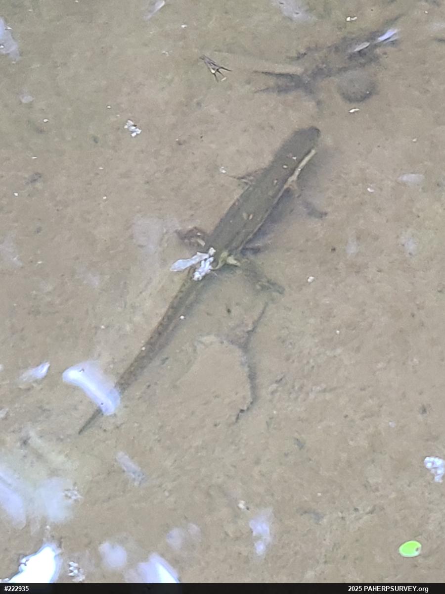 Red-spotted Newt