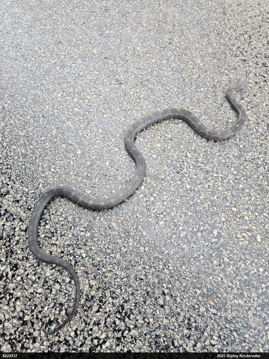 Eastern Ratsnake