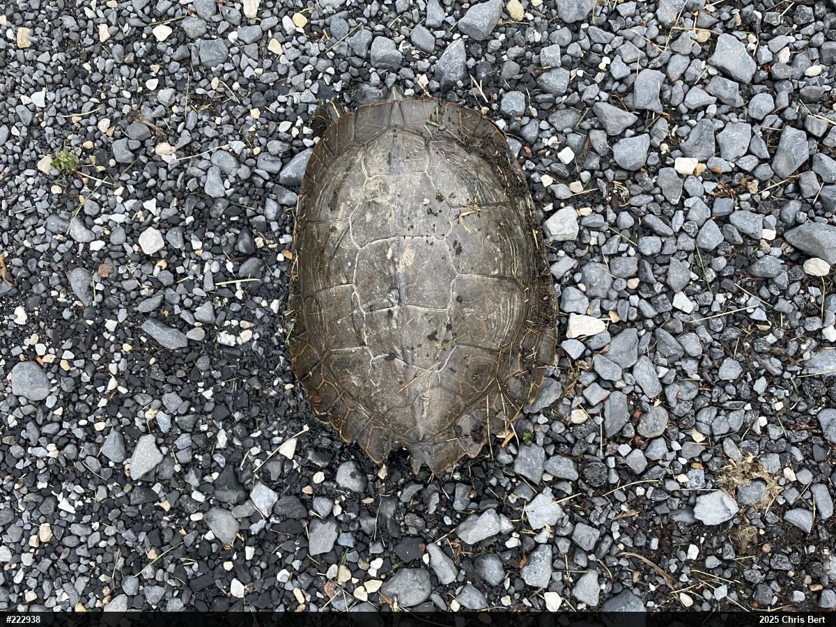 Northern Map Turtle