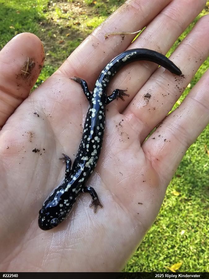 Northern Slimy Salamander