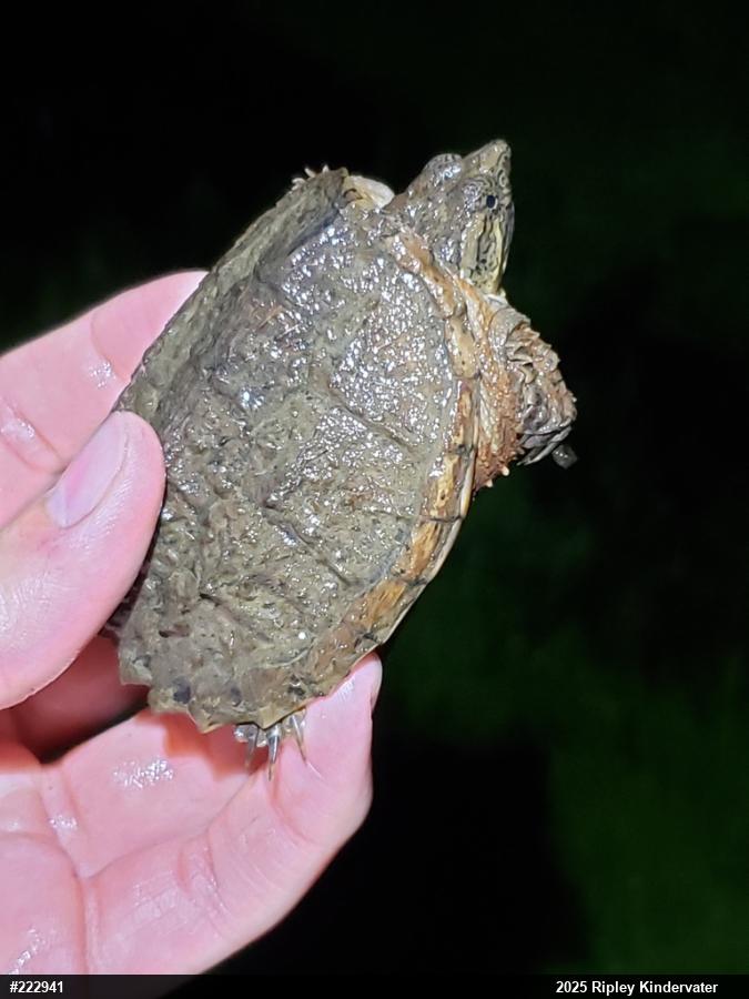 Snapping Turtle