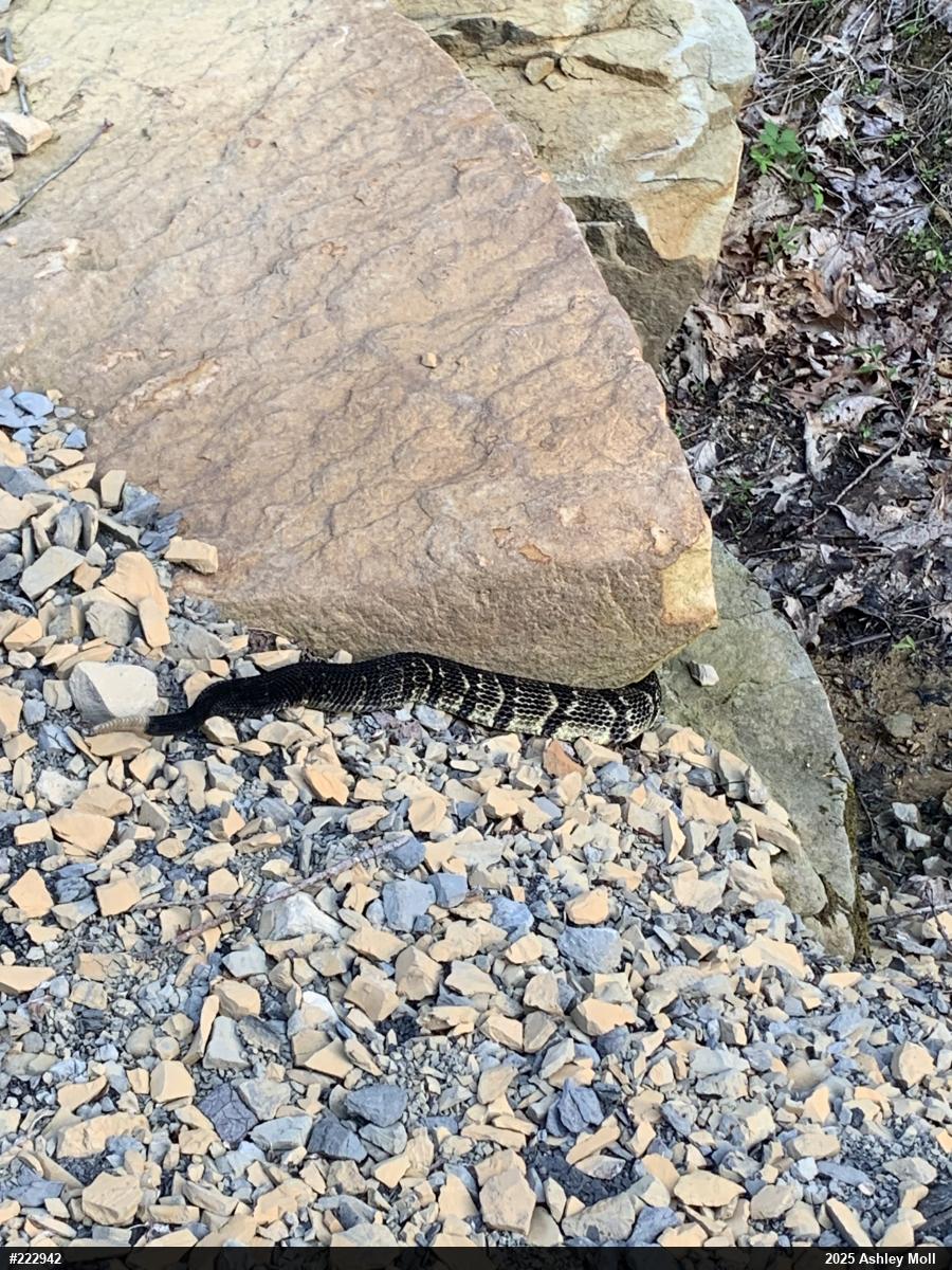 Timber Rattlesnake