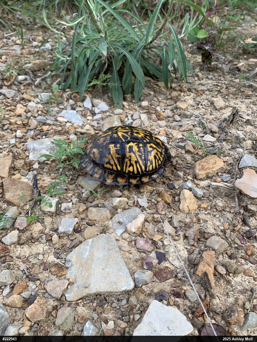 Eastern Box Turtle