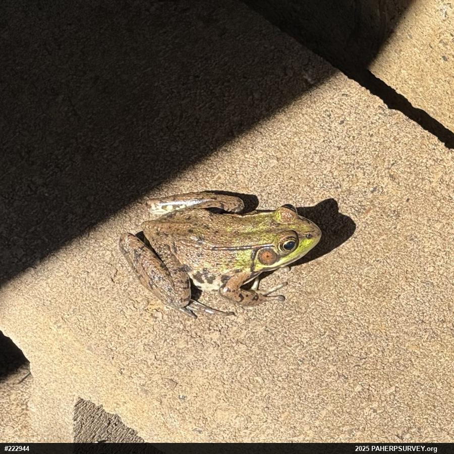 Green Frog