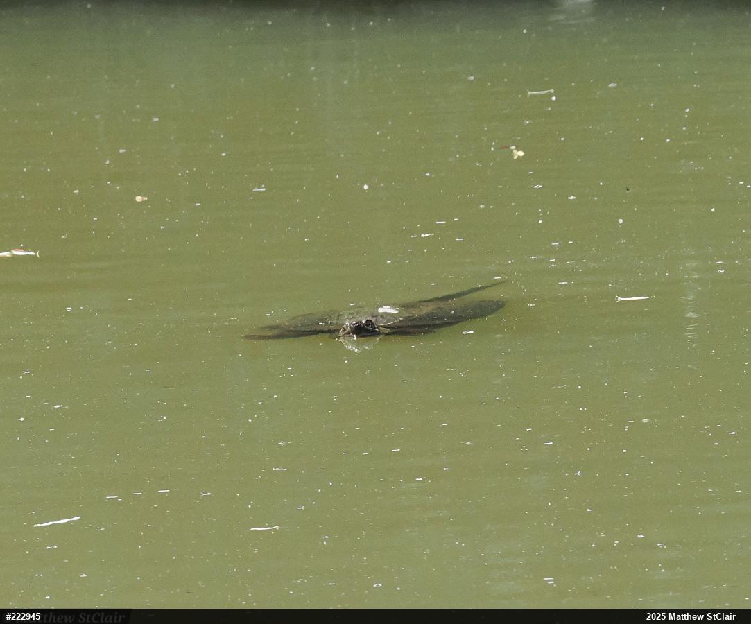 Snapping Turtle