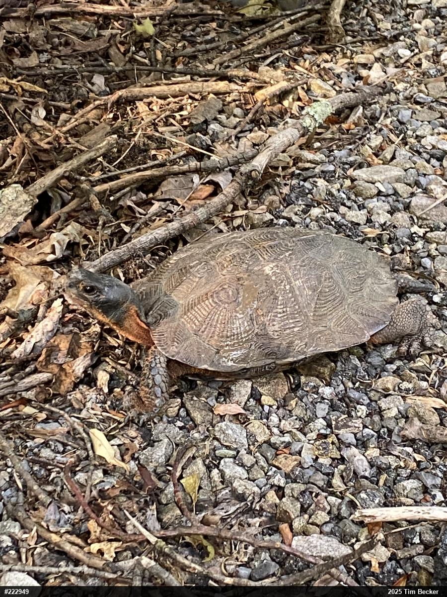 Wood Turtle