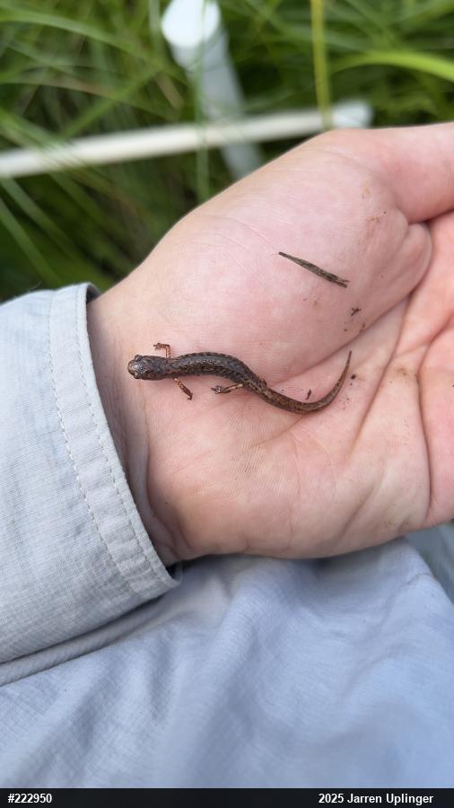 Four-toed Salamander