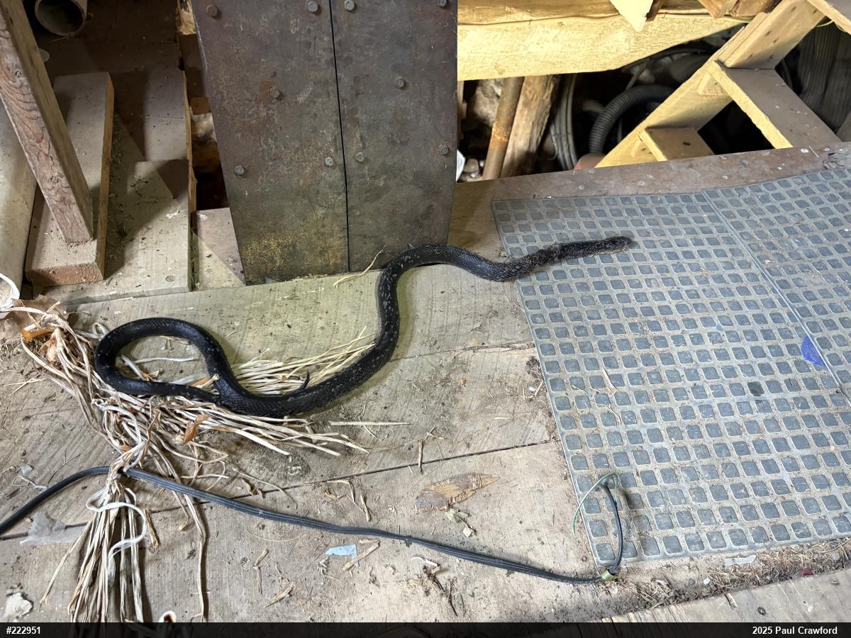 Eastern Ratsnake