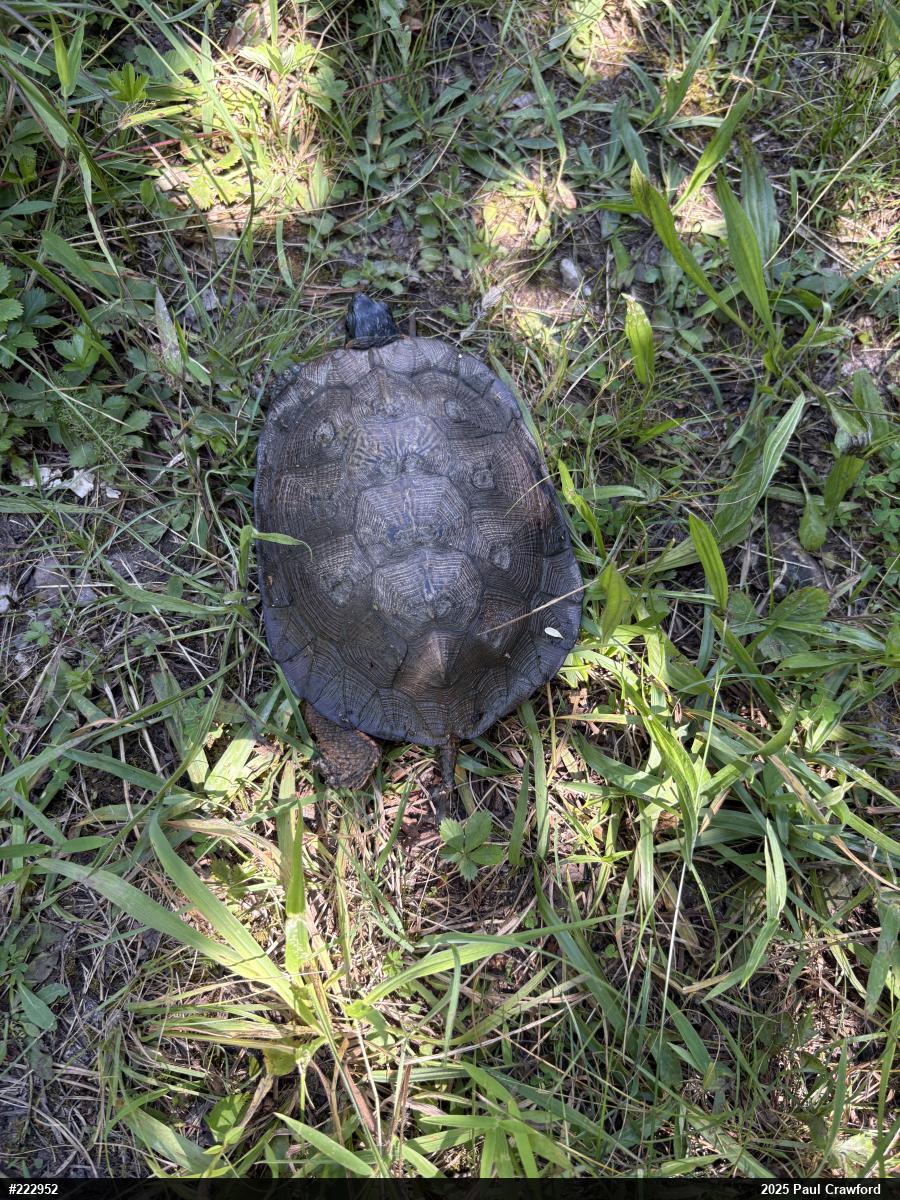 Wood Turtle