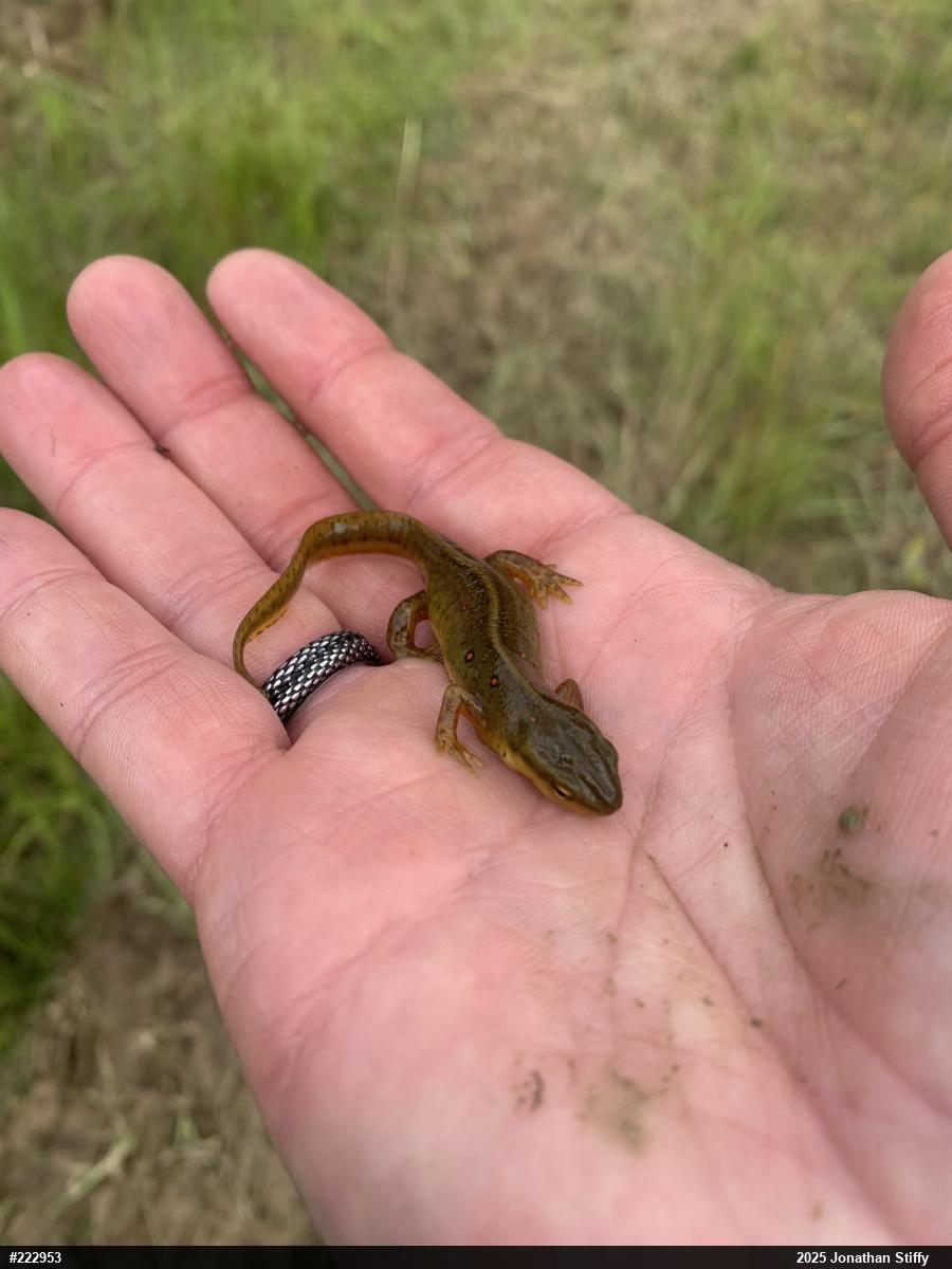 Red-spotted Newt