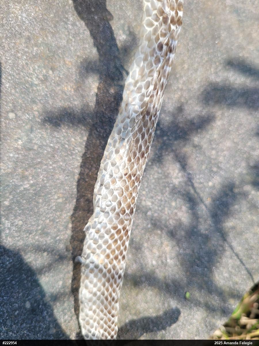 Eastern Milksnake