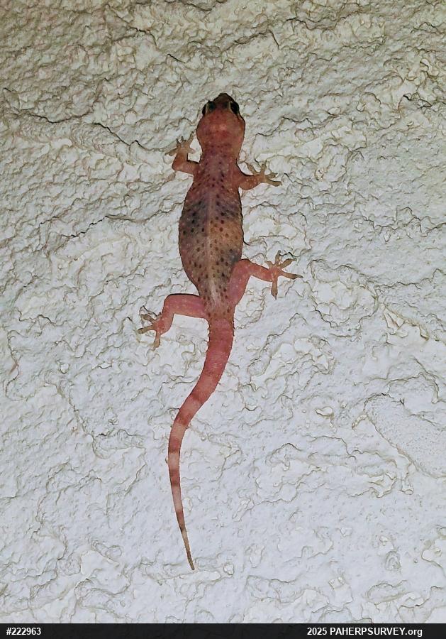 Mediterranean House Geckos