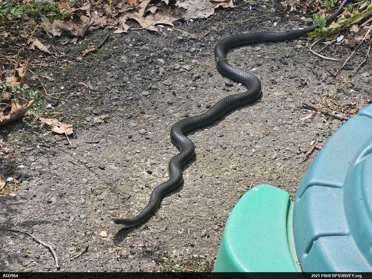 Northern Black Racer
