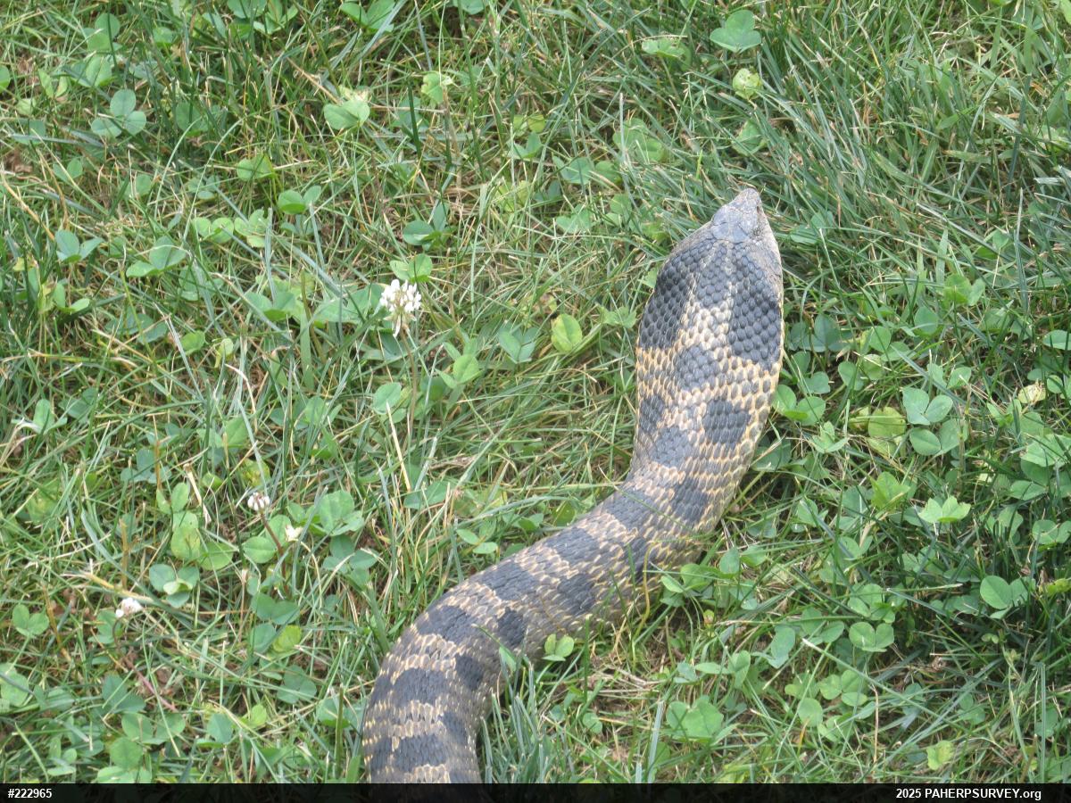 Eastern Hog-nosed Snake