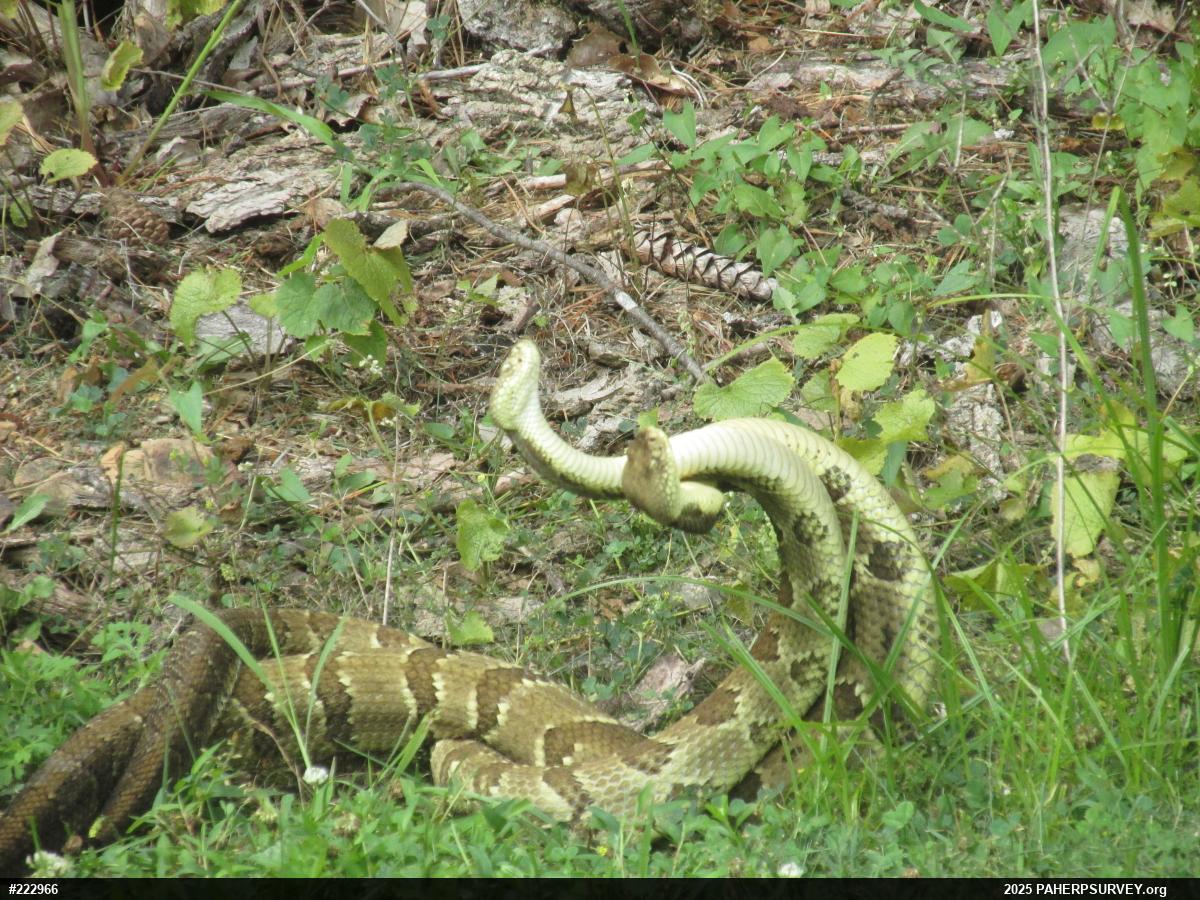 Timber Rattlesnake