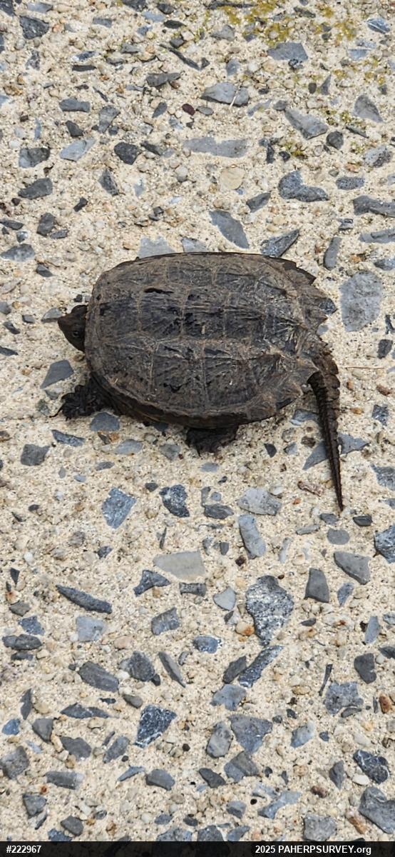 Snapping Turtle