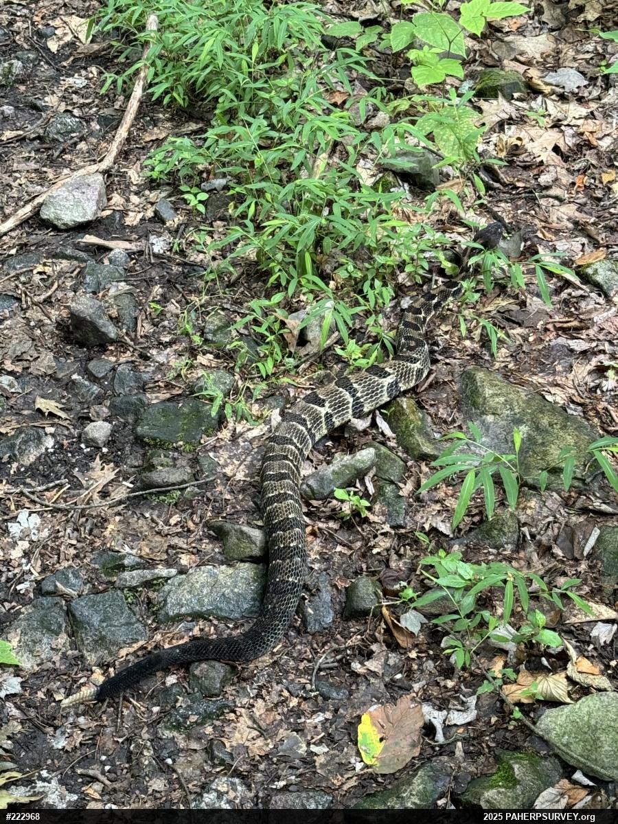 Timber Rattlesnake