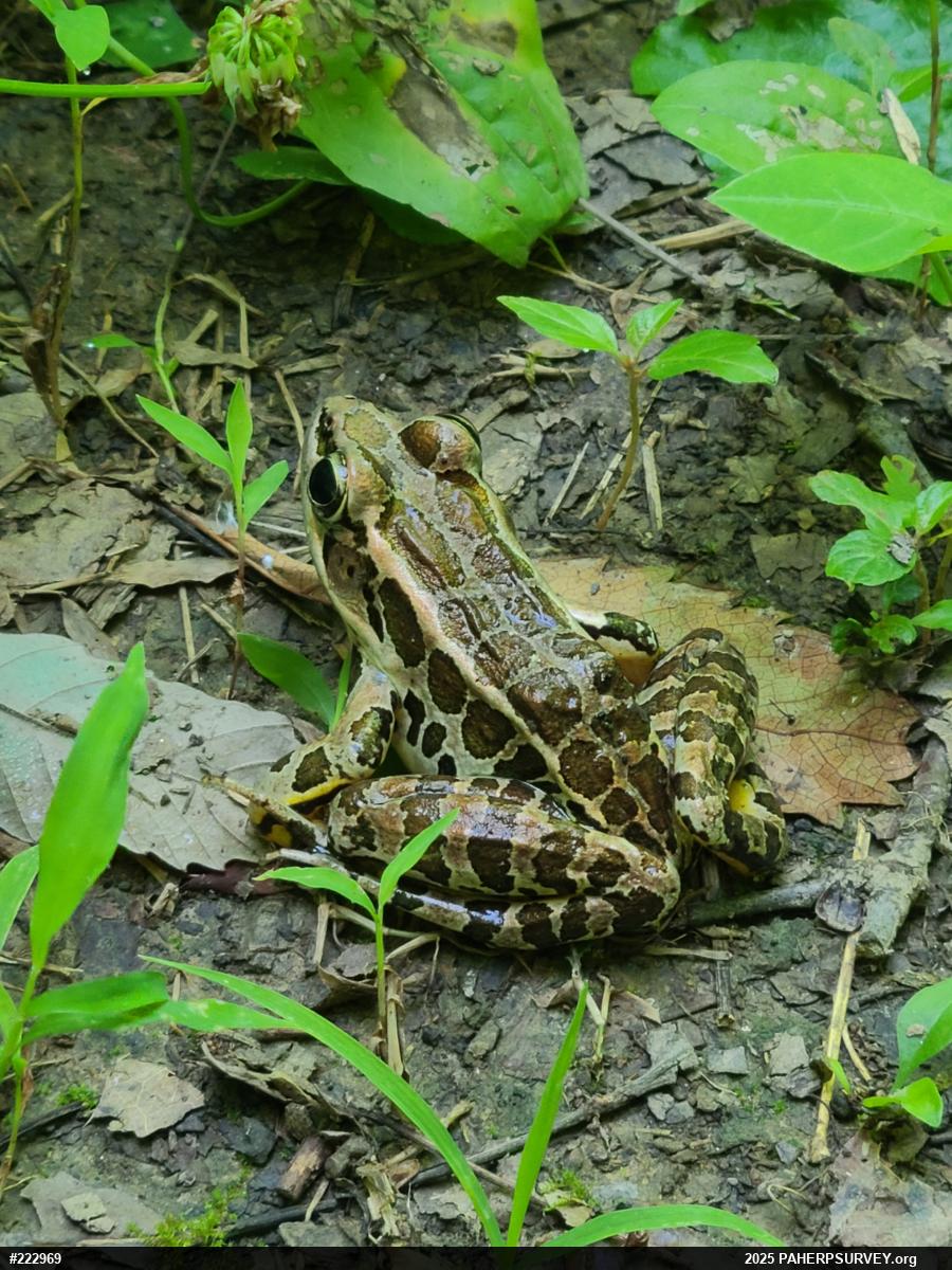Pickerel Frog