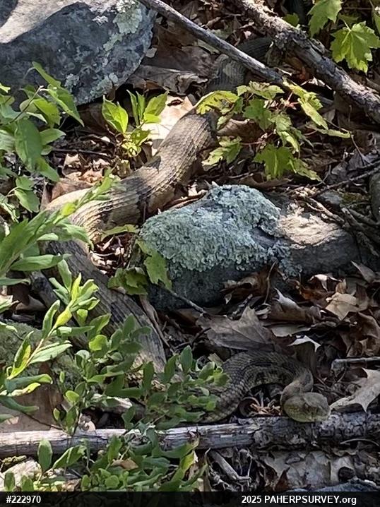 Timber Rattlesnake