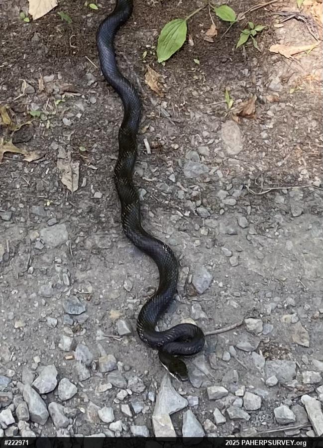 Eastern Ratsnake