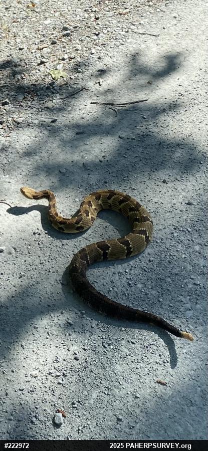 Timber Rattlesnake