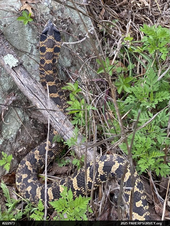 Eastern Hog-nosed Snake