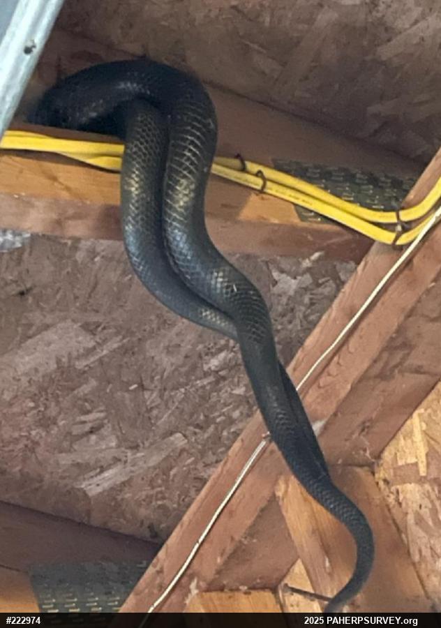 Eastern Ratsnake