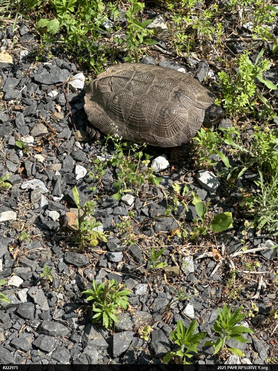 Wood Turtle