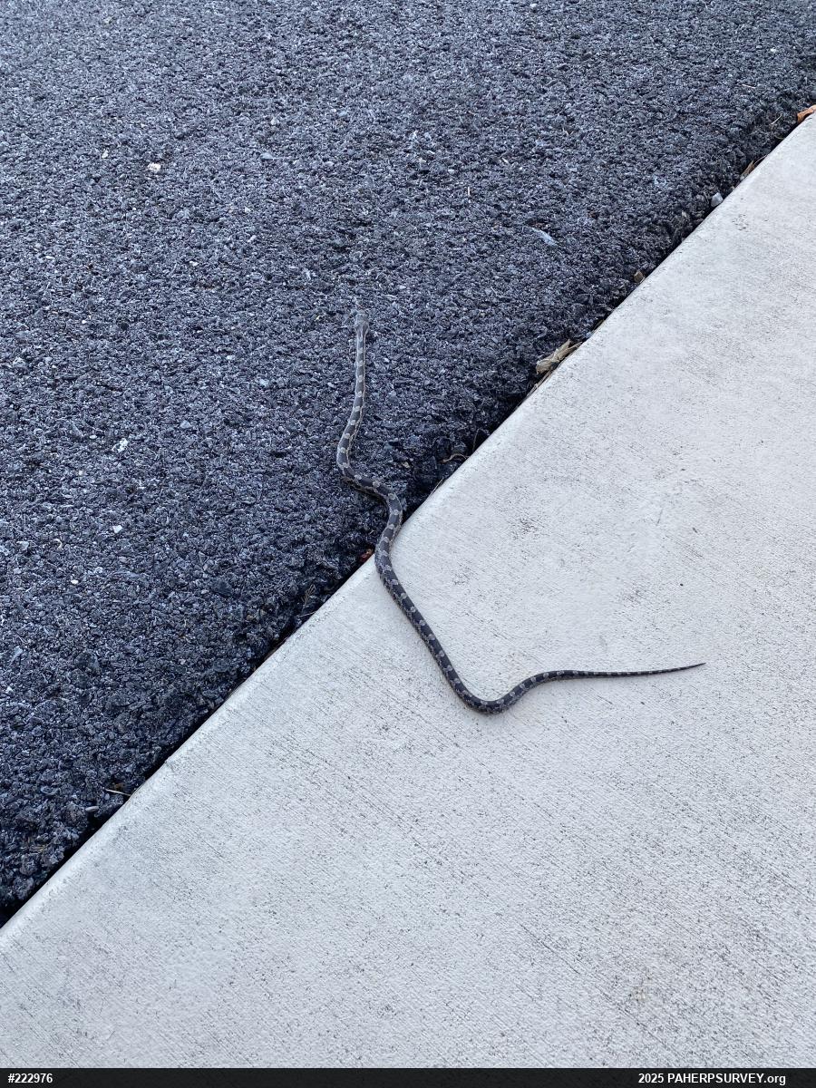 Eastern Ratsnake